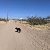 Review photo of BLM Ironwood Forest National Monument - Reservation Road Dispersed Camping by Greg L., December 5, 2021