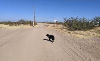 Greg L.'s photo of camping with pets at BLM Ironwood Forest National Monument - Reservation Road Dispersed Camping near Cortaro, AZ