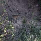 Review photo of East Bay Regional Park District Del Valle Family Campground by Jocelyn W., December 6, 2021