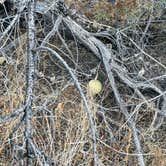 Review photo of Indian Cove Campground — Joshua Tree National Park by Armando A., December 6, 2021