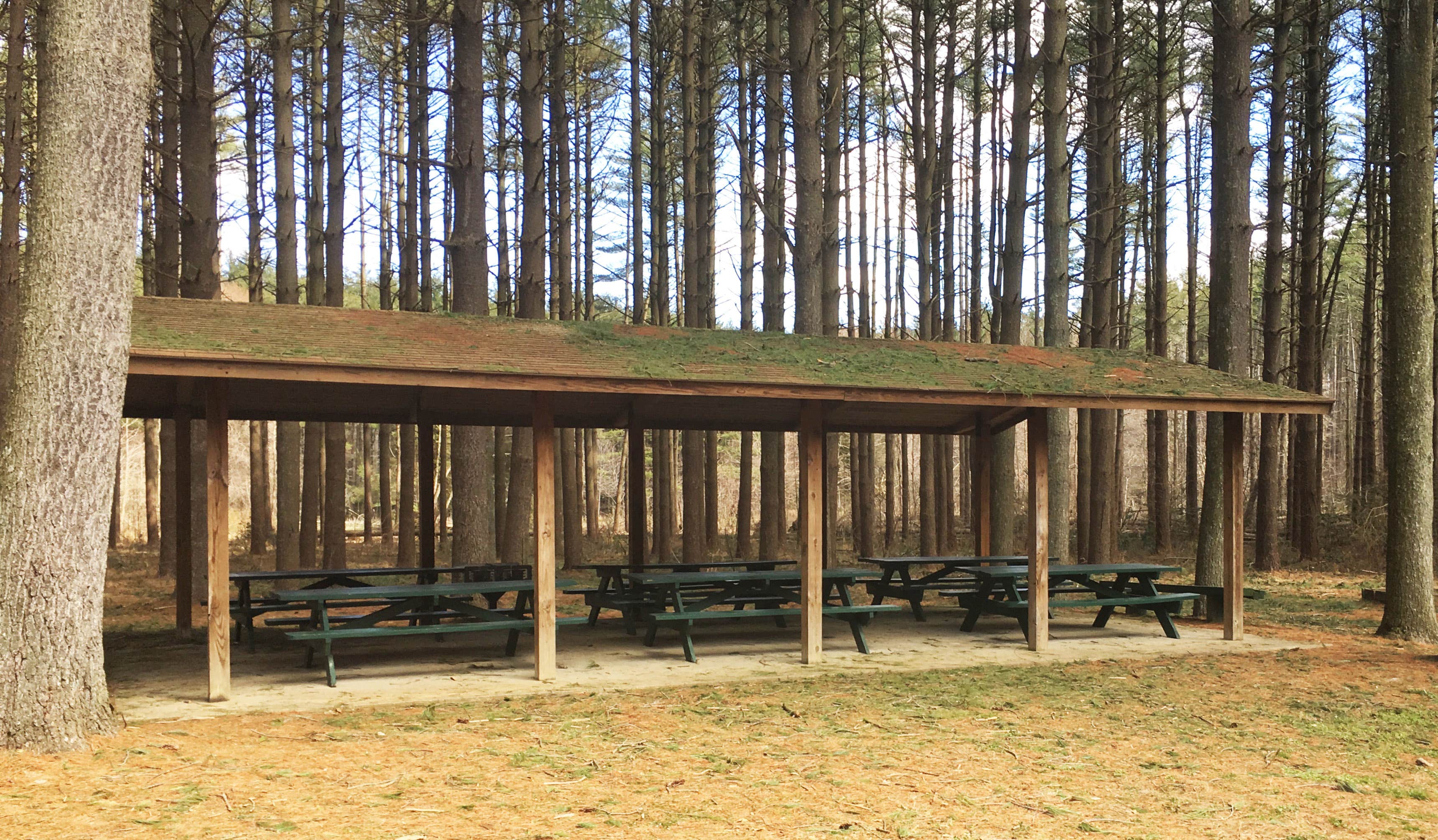 Camper-submitted photo at Blackbird State Forest Campground - CLOSED TIL FURTHER NOTICE in Delaware