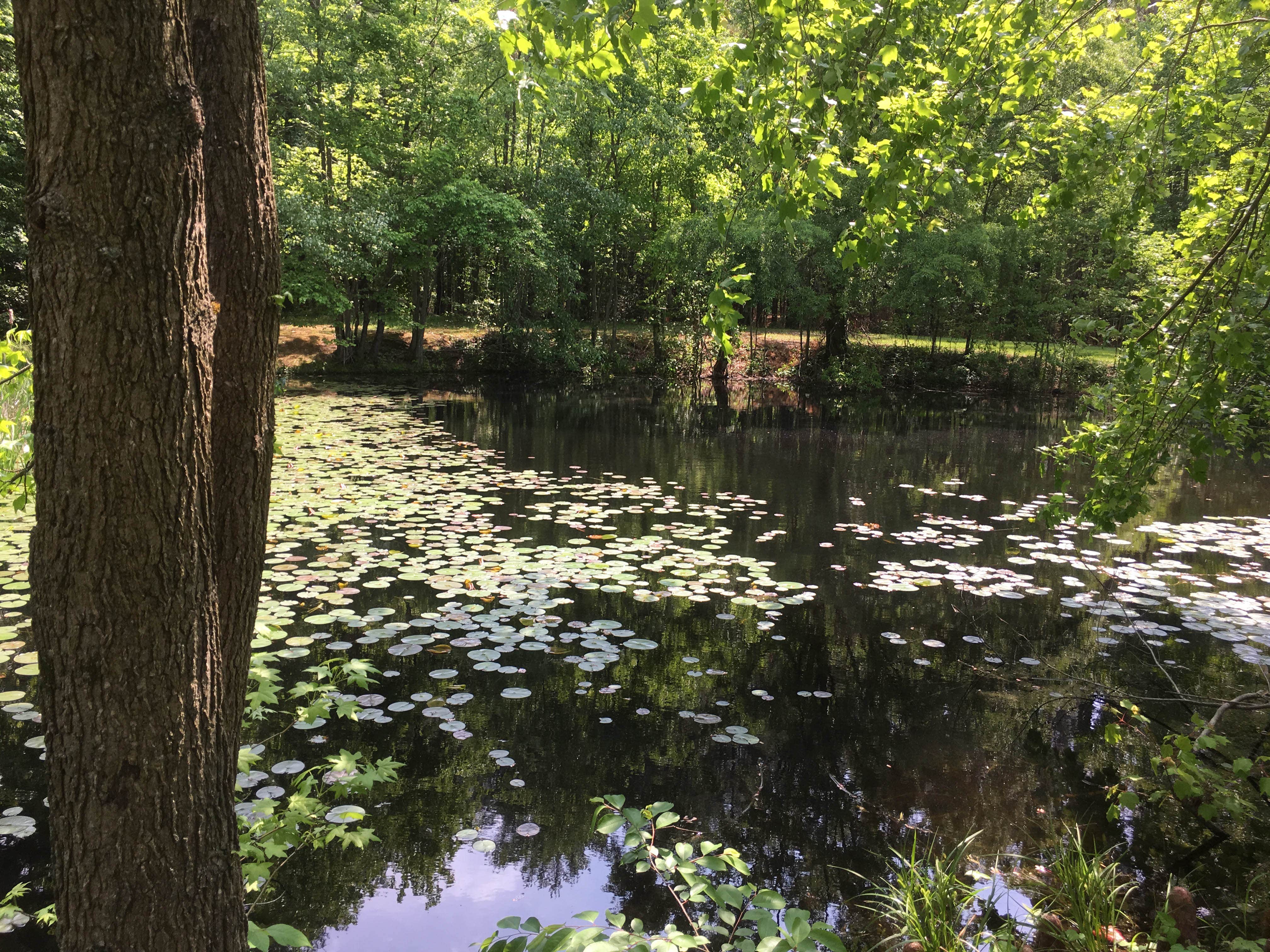 Camper-submitted photo at Blackbird State Forest Campground - CLOSED TIL FURTHER NOTICE in Delaware