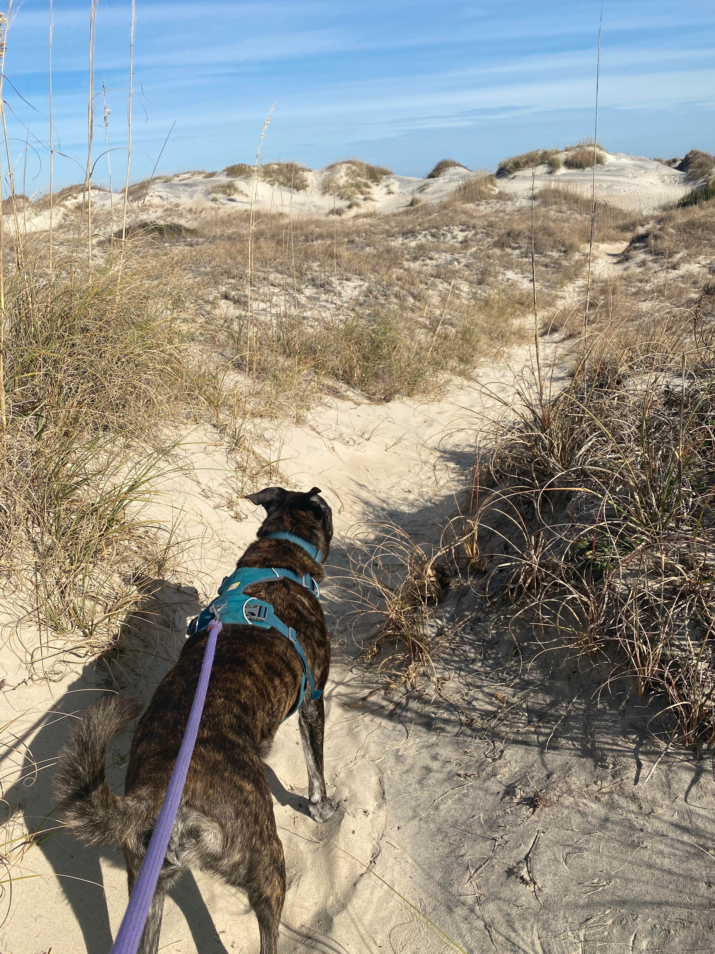 Sarah S.'s photo of camping with pets at Oregon Inlet Campground — Cape Hatteras National Seashore in North Carolina