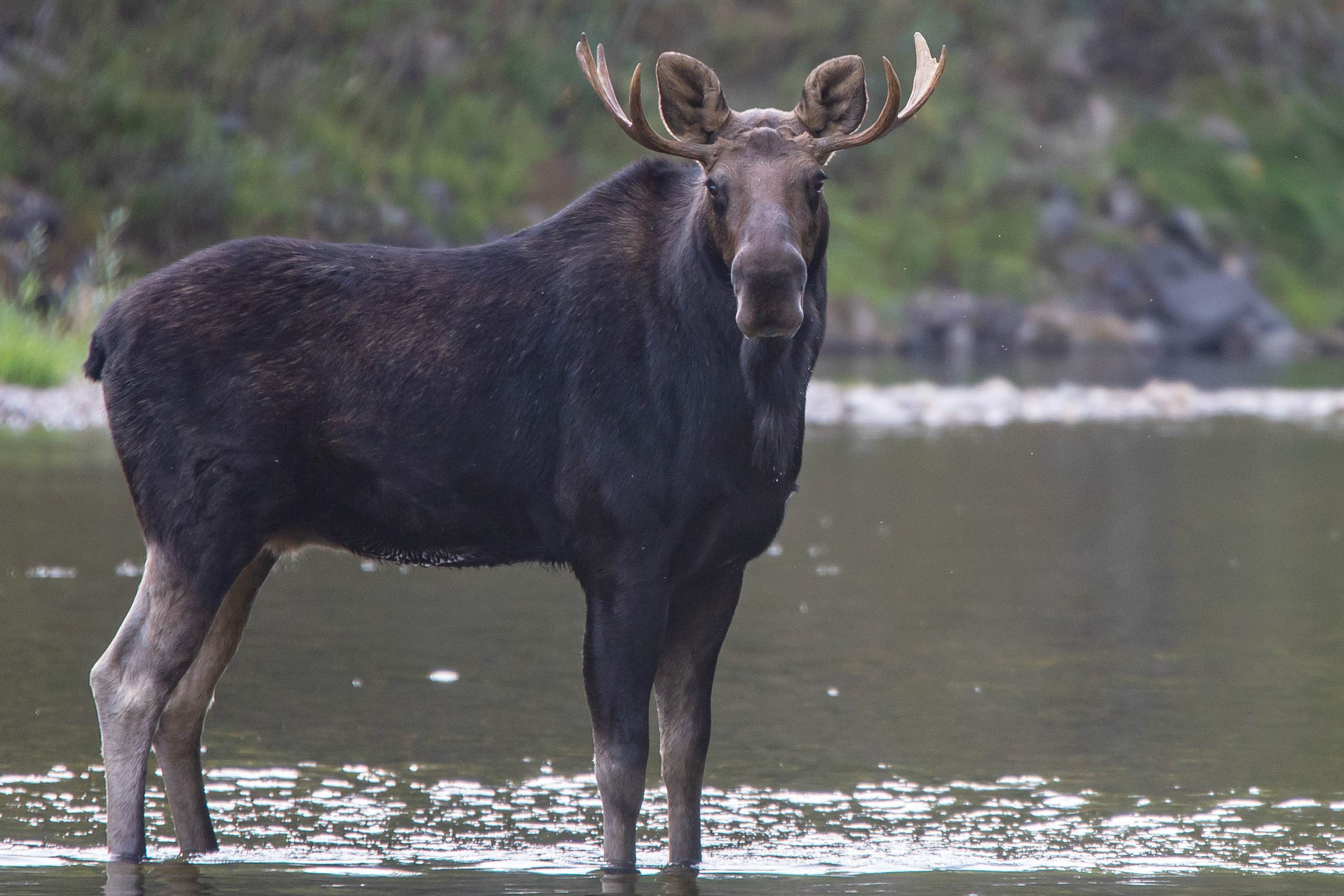 Camper-submitted photo at Albert's Landing near Wallace, ID