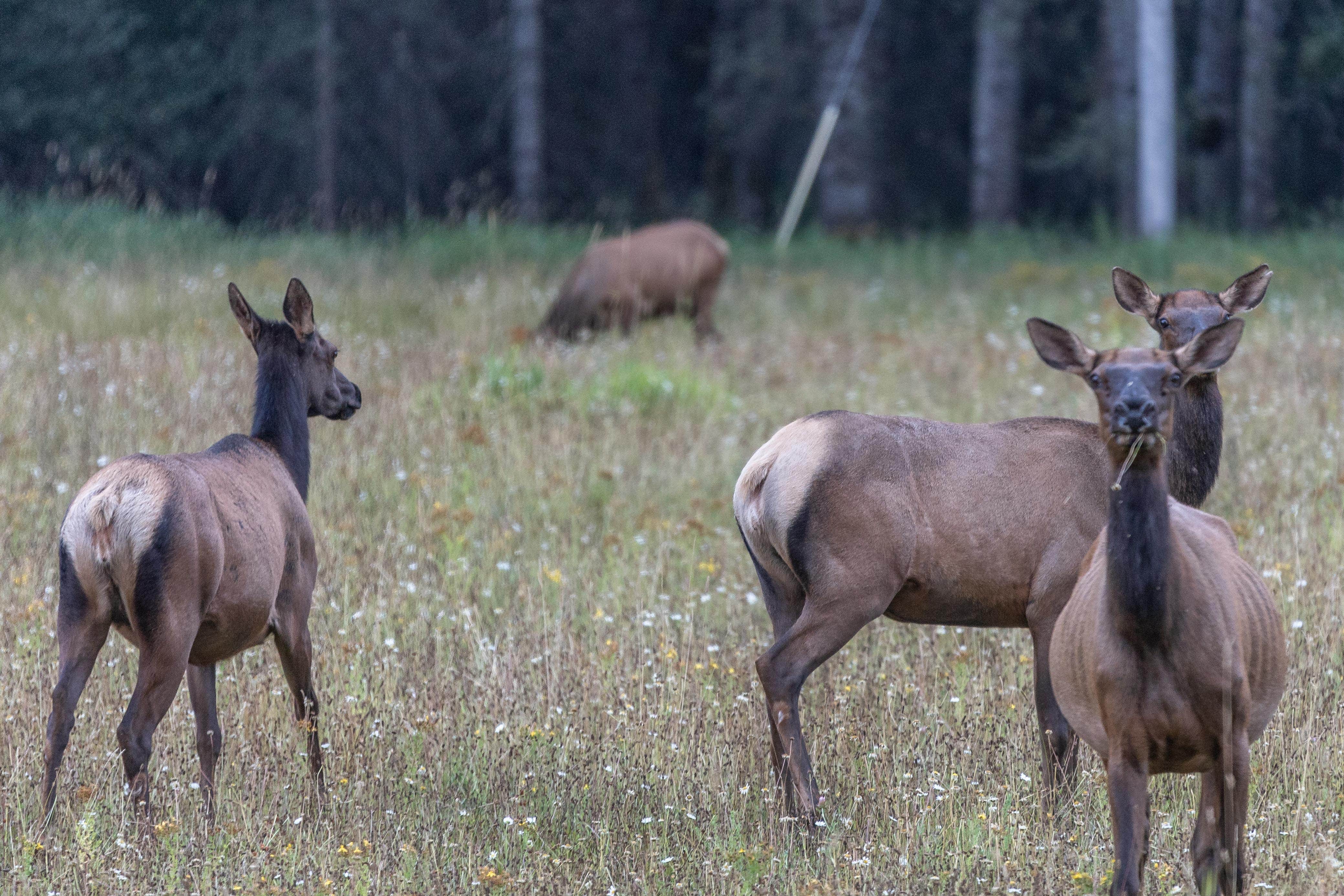 Camper-submitted photo at Albert's Landing near Wallace, ID