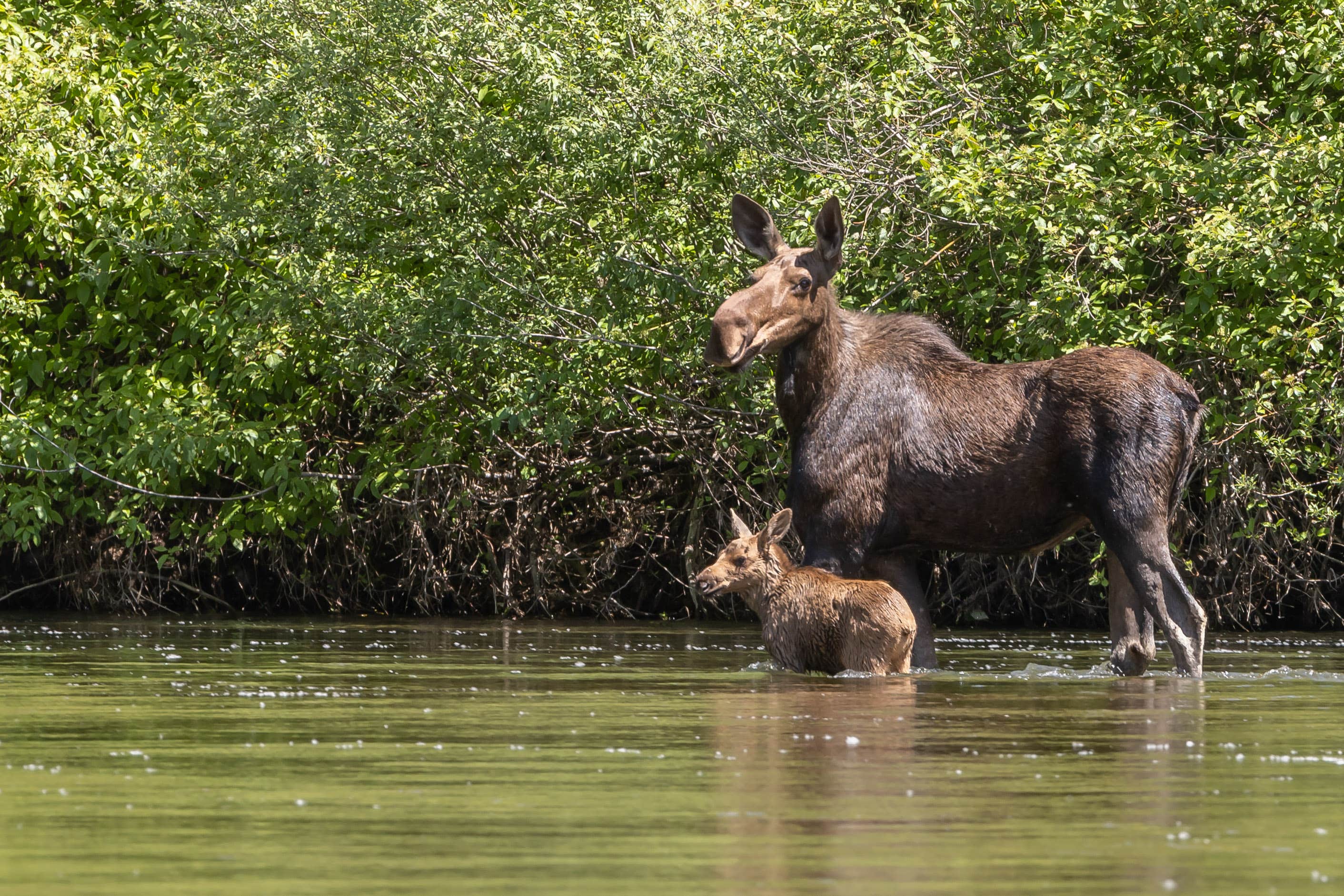 Camper-submitted photo at Albert's Landing near Wallace, ID