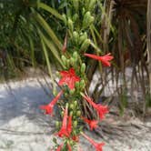 Review photo of Little Talbot Island State Park Campground by Alyssa M., July 8, 2018