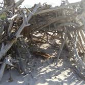 Review photo of Little Talbot Island State Park Campground by Alyssa M., July 8, 2018