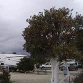 Review photo of Orange Grove RV Park by Coddiwompling F., December 3, 2021