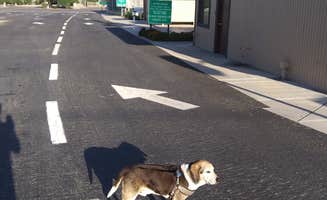 Coddiwompling F.'s photo of camping with pets at Orange Grove RV Park near Greenfield, CA