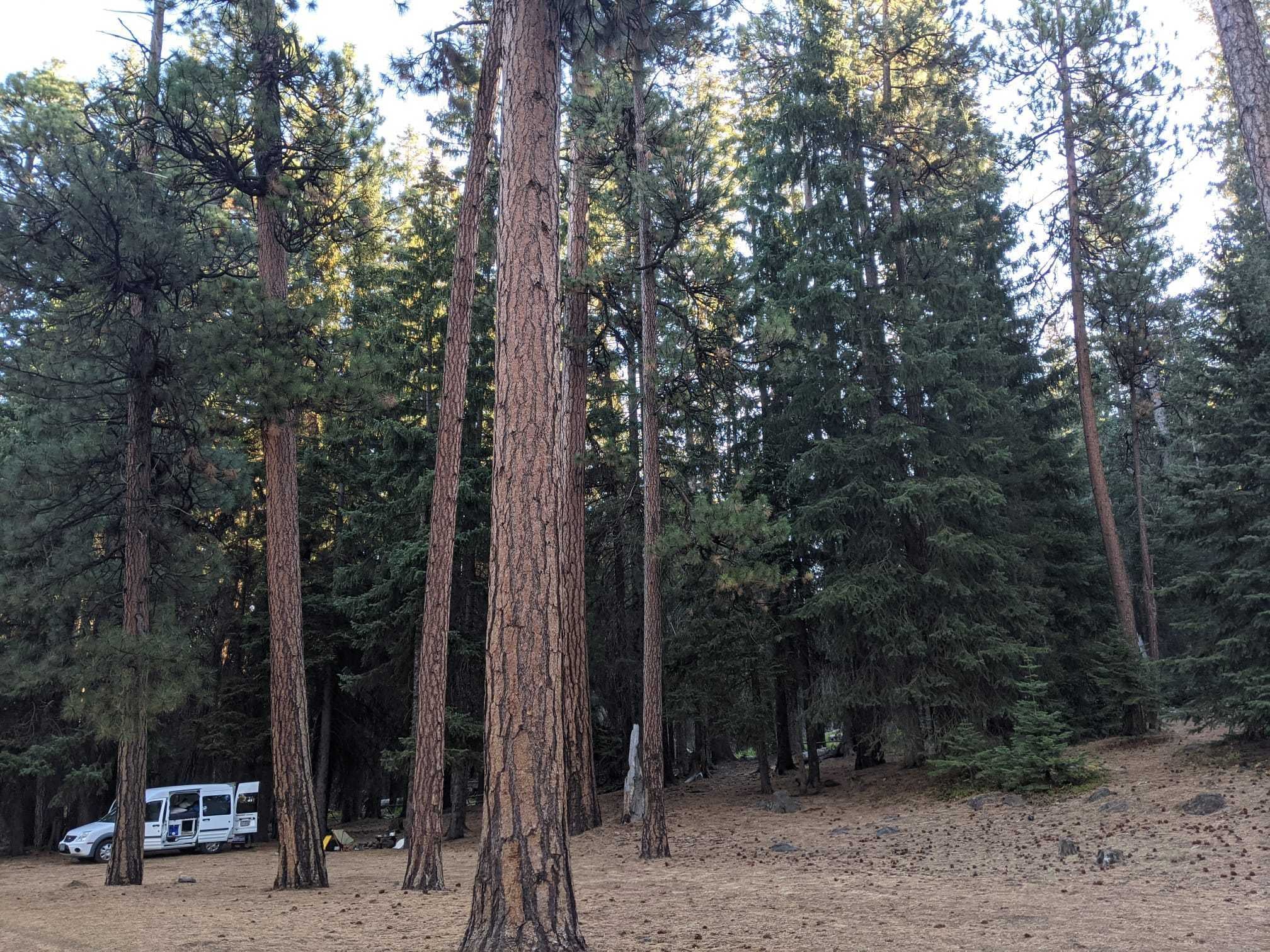 Camper submitted image from Black Pine Dispersed Camping - 2