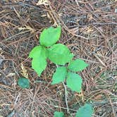 Review photo of Wilderness State Park Camping by Amanda L., July 8, 2018