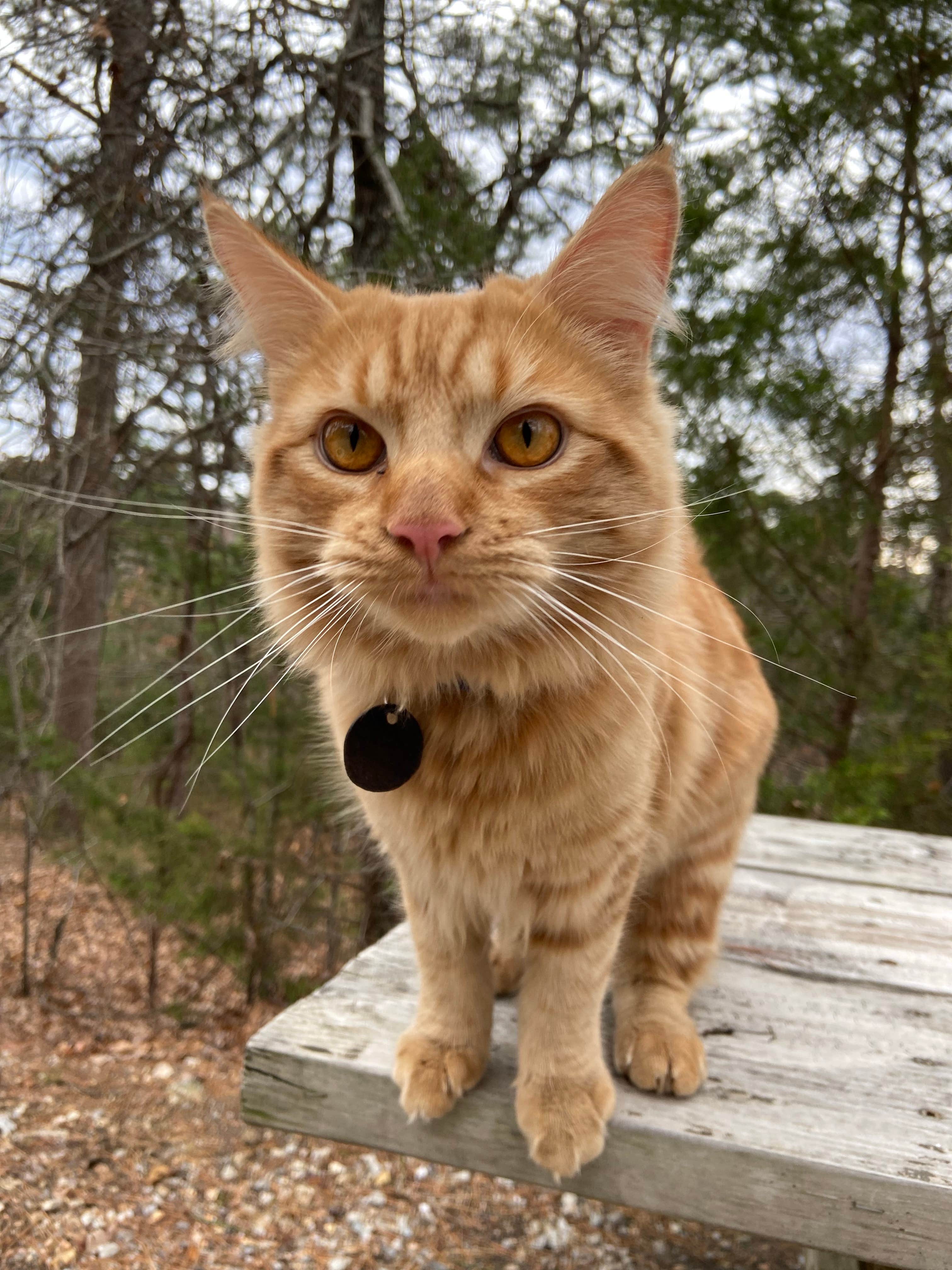 Kenna S.'s photo of camping with pets at Kettle Campground, Cabins & RV Park near Eureka Springs, AR
