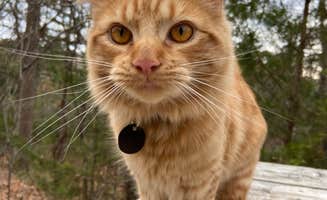 Kenna S.'s photo of camping with pets at Kettle Campground, Cabins & RV Park near Eureka Springs, AR