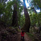 Review photo of Elk Prairie Campground — Prairie Creek Redwoods State Park by Adventure M., July 8, 2018
