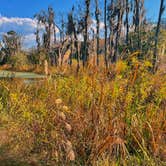 Review photo of Colleton State Park Campground by Nicholas S., December 9, 2021