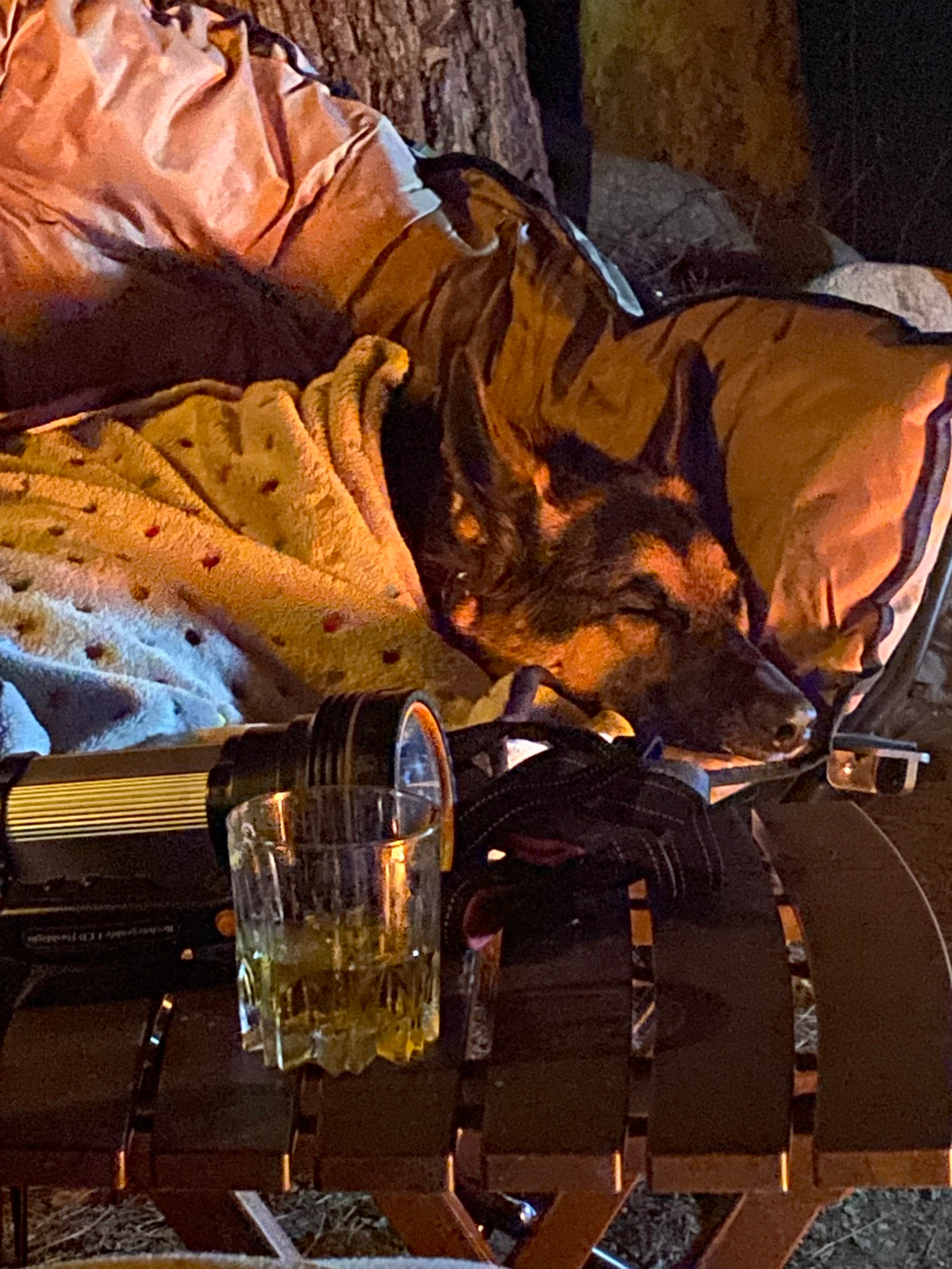 Debbie M.'s photo of camping with pets at Sequoia RV Ranch near Kaweah Lake