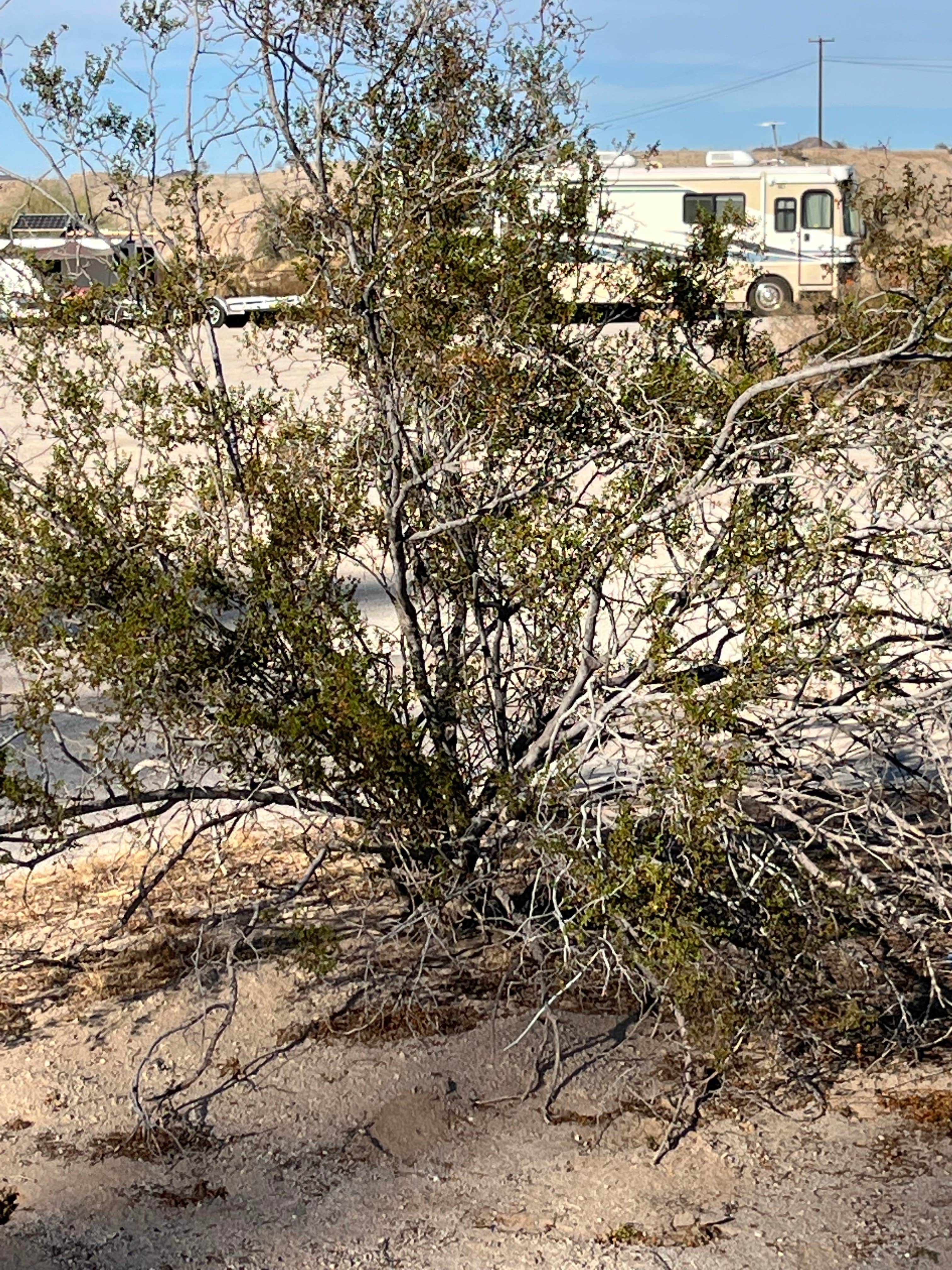 Camper-submitted photo at Yuma VFW near Winterhaven, CA