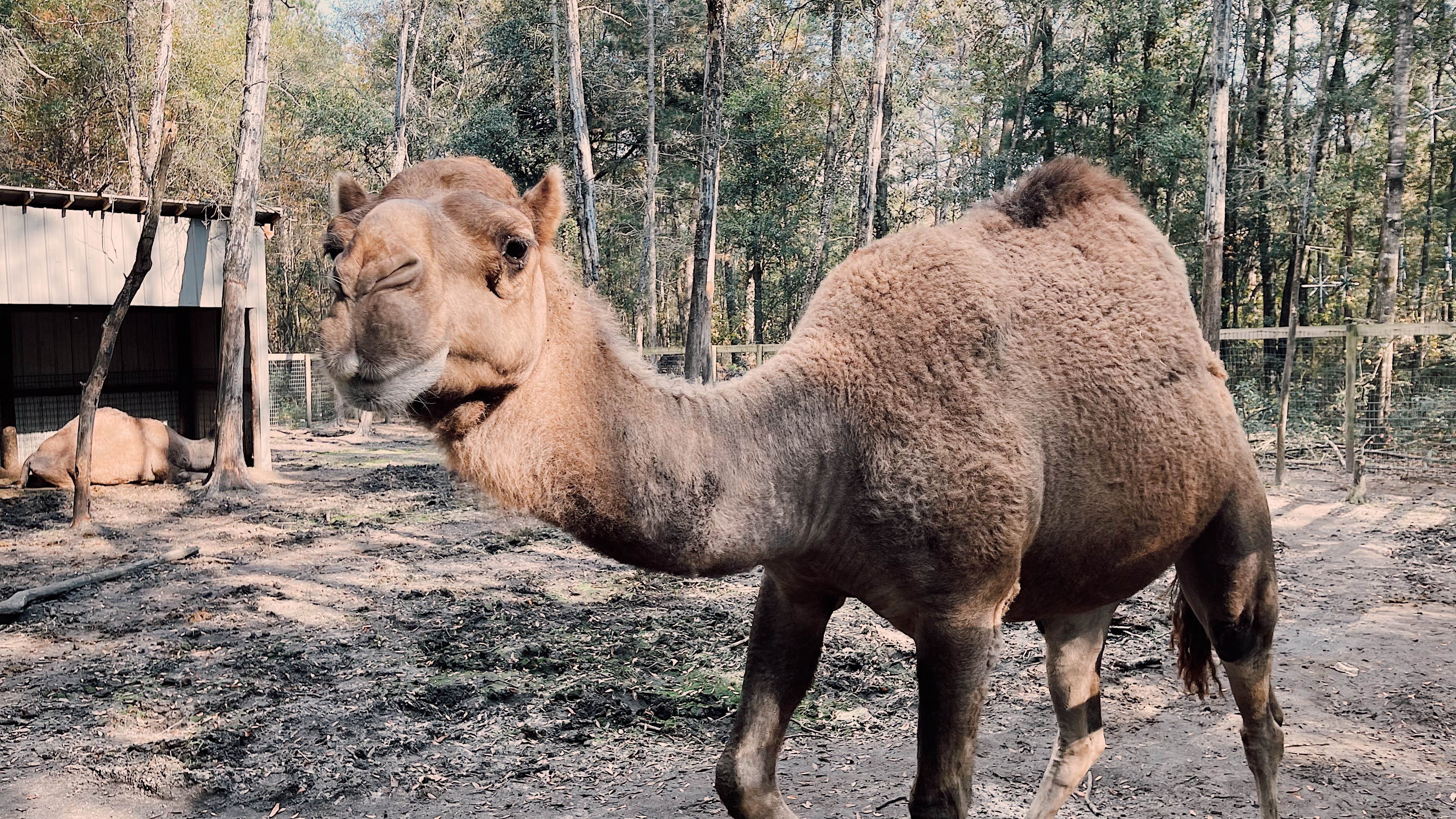 Camper-submitted photo at Colleton State Park Campground near Orangeburg, SC