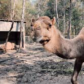 Review photo of Colleton State Park Campground by Nicholas S., December 9, 2021