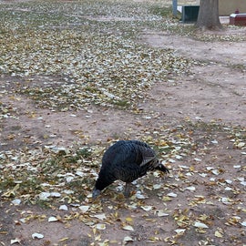 Wild turkeys were roaming the campground. Fearless so close the Thanksgiving!