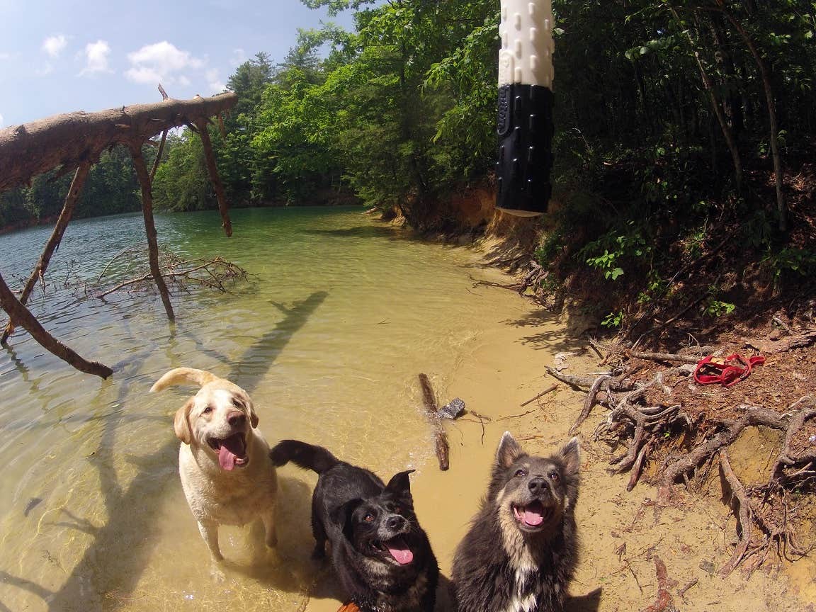 Fain H.'s photo of camping with pets at Devils Fork State Park Campground near Cashiers, NC