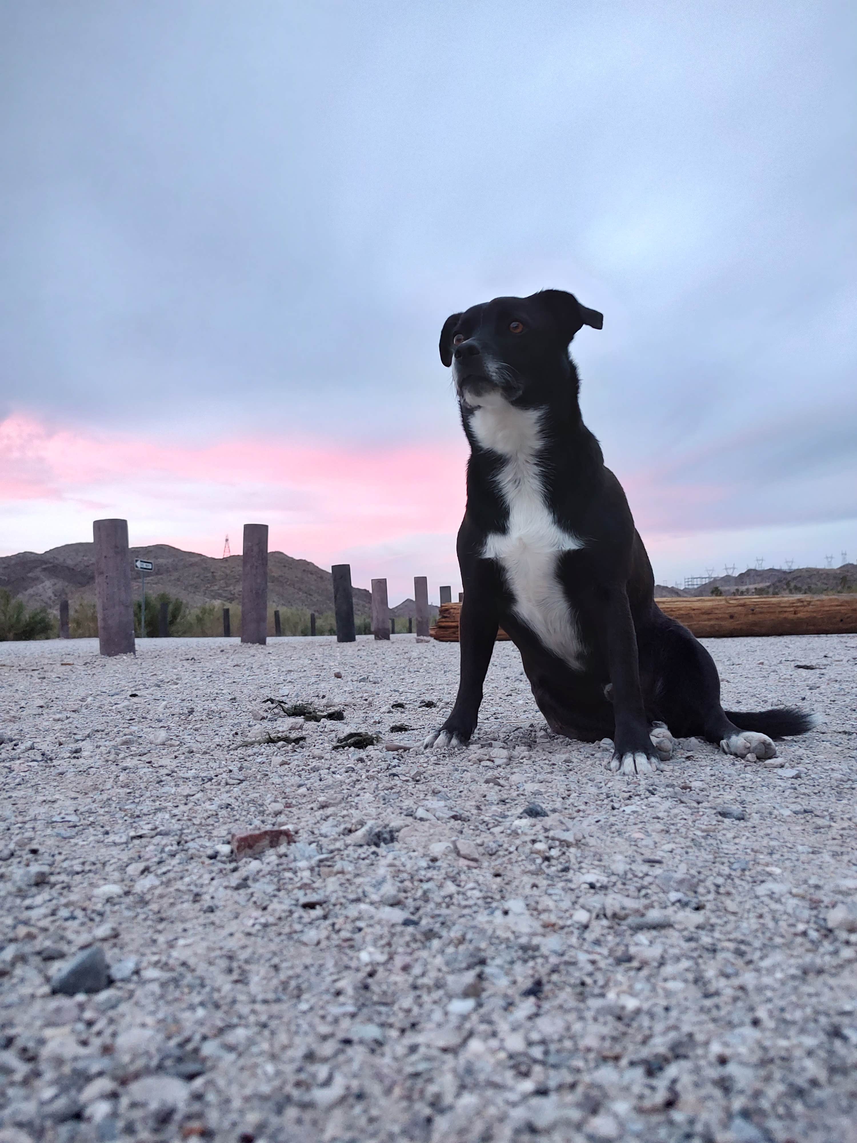Crystal D.'s photo of camping with pets at Davis Dam Camp near Kingman, AZ