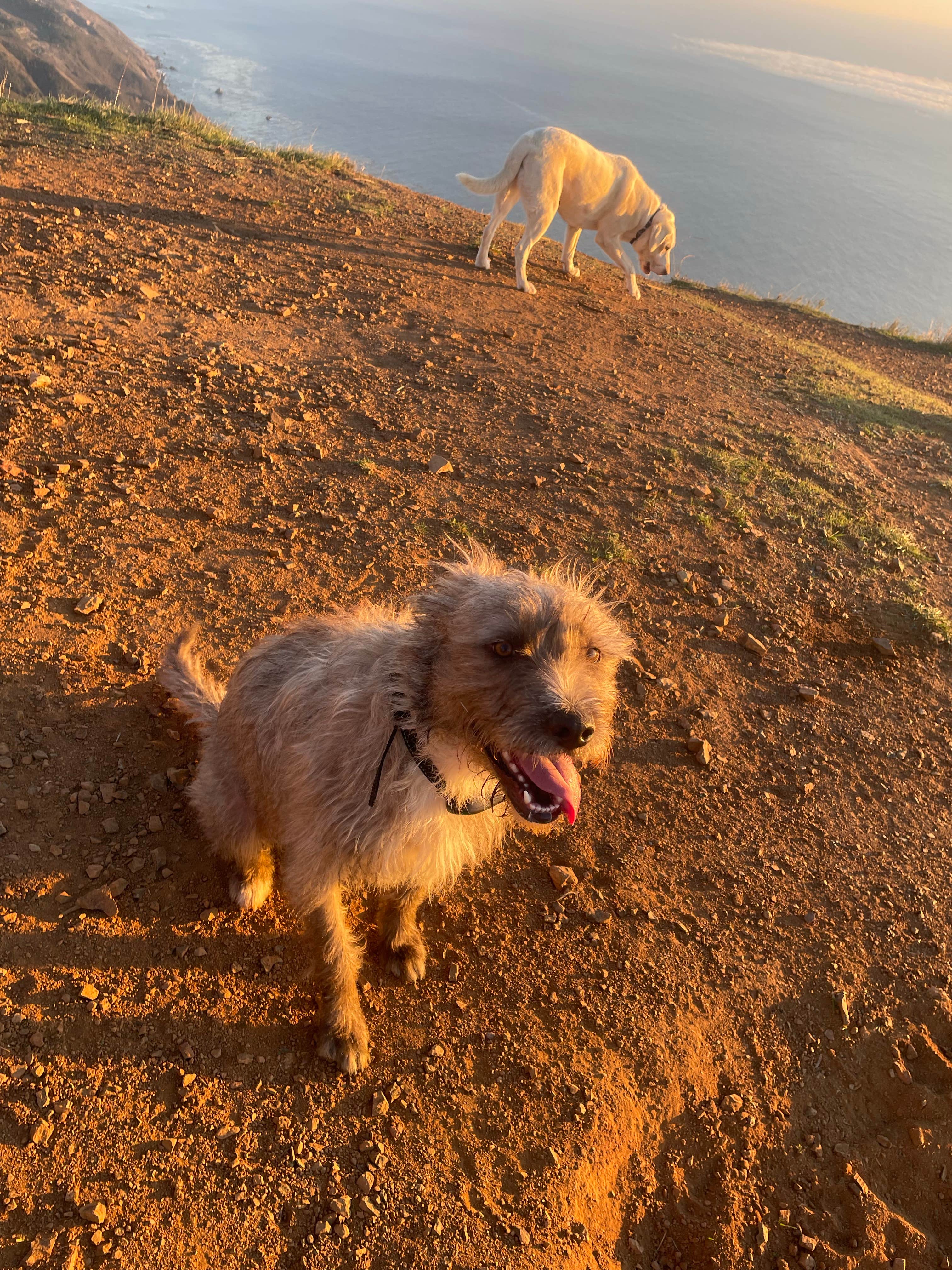 Alicia's photo of camping with pets at Will Creek Road Dispersed near Lucia, CA