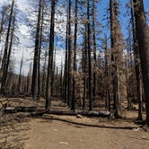 Review photo of Lava Camp Lake Campground by Patty R., July 8, 2018
