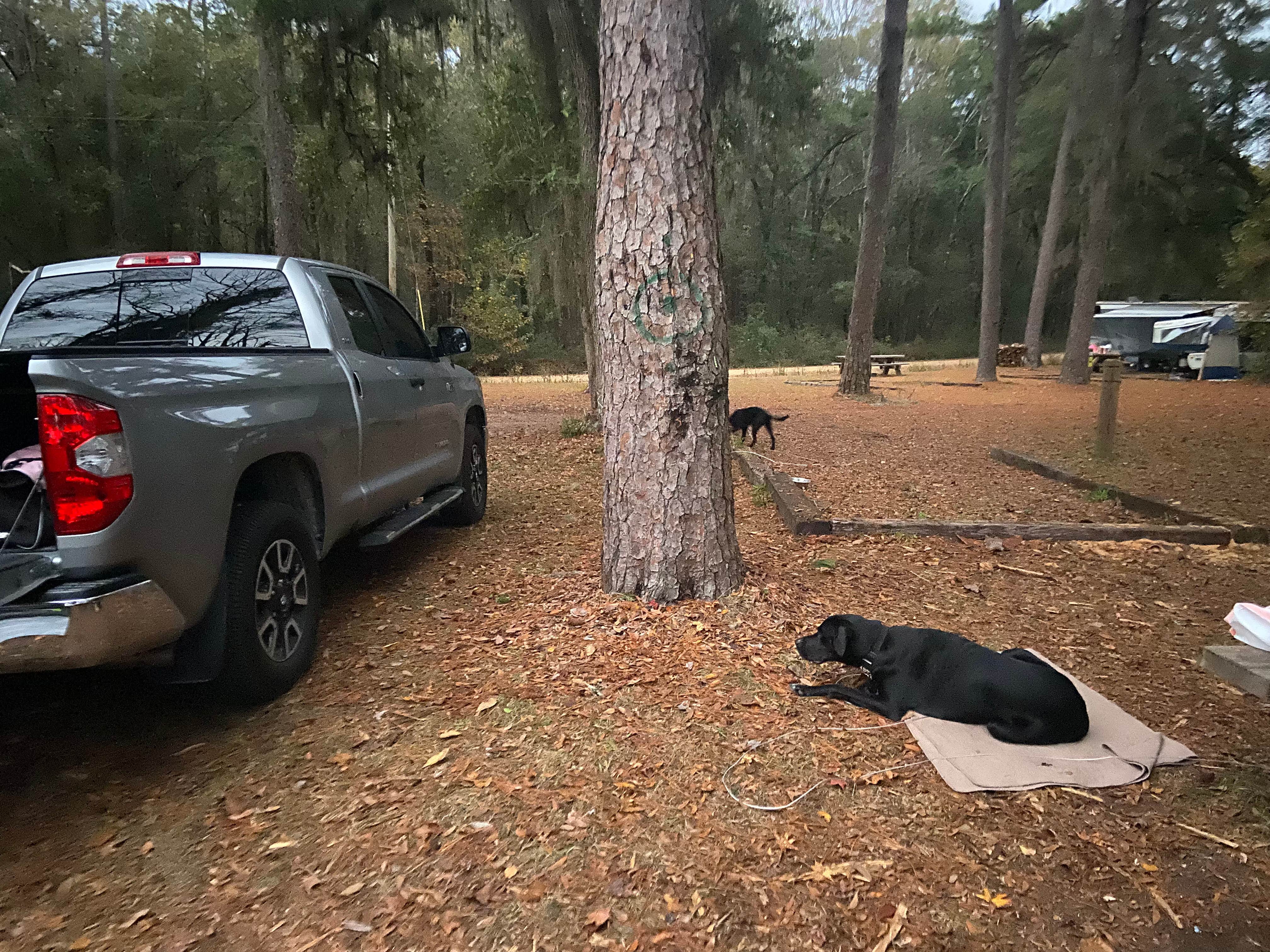kaitlyn L.'s photo of camping with pets at High Bluff Campground — Joe Budd WMA and Lake Talquin State Forest near Apalachicola National Forest