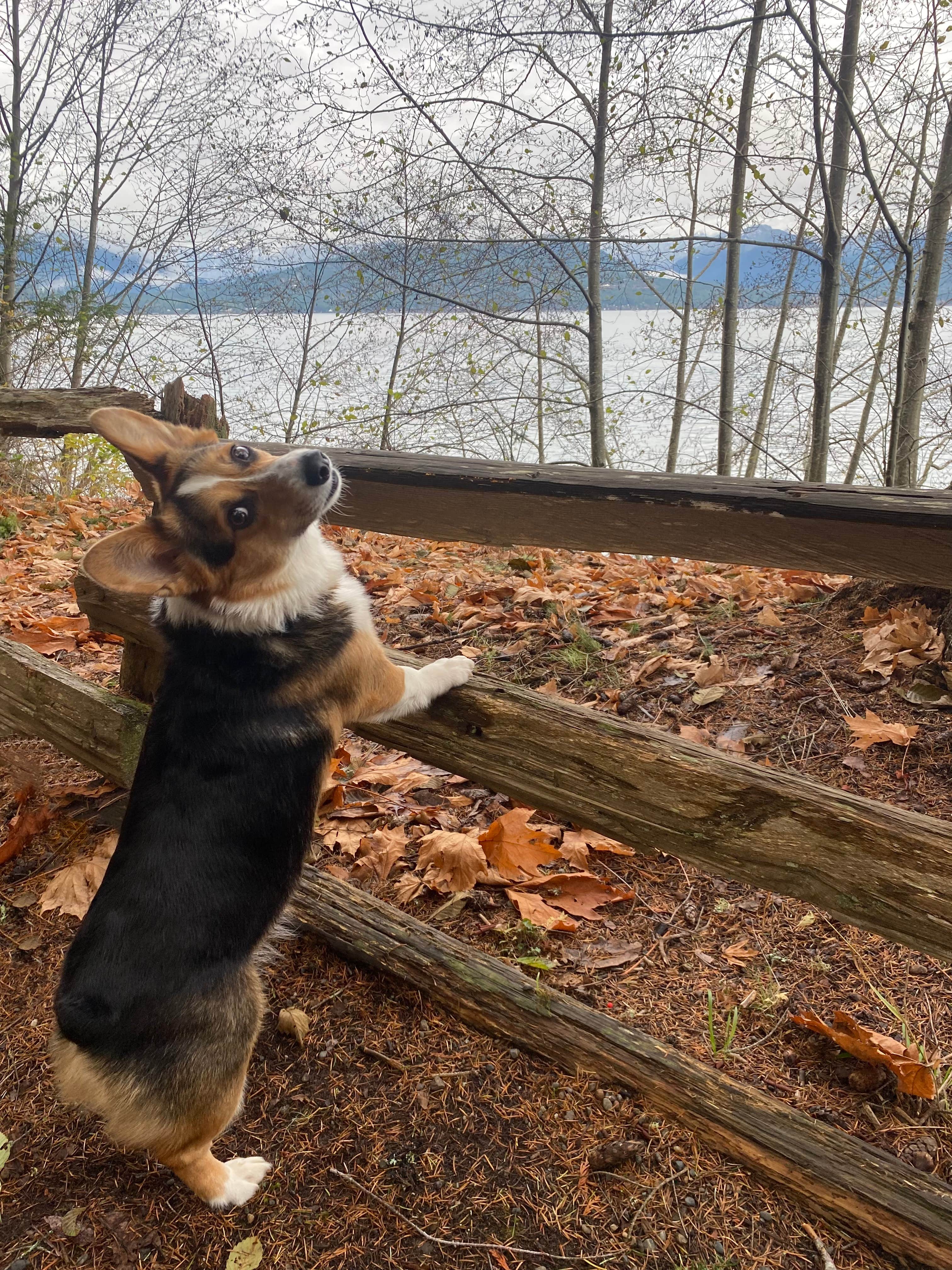 Brooke&Matthew S.'s photo of camping with pets at Scenic Beach State Park Campground near Kenmore, WA