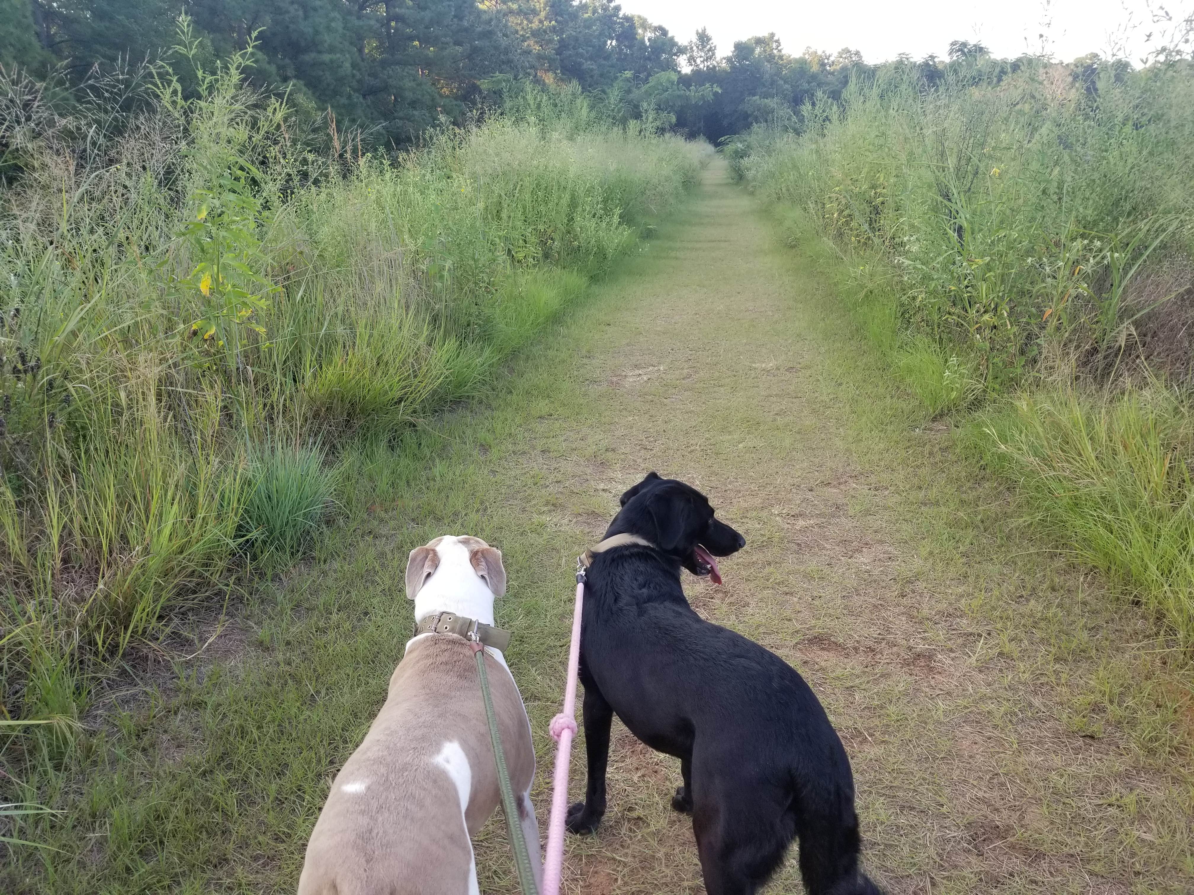 gary H.'s photo of camping with pets at Tyler State Park Campground near Easton, TX