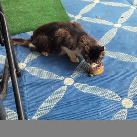 This cat is not a feral, she is a stray. Very friendly,  extremely underweight.  I post this thinking that maybe she is lost from someone's camper.  We already have two cats but I'm doing everything I can to be able to help her.