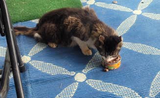 Margie D.'s photo of camping with pets at Charleston KOA near Ridgeville, SC