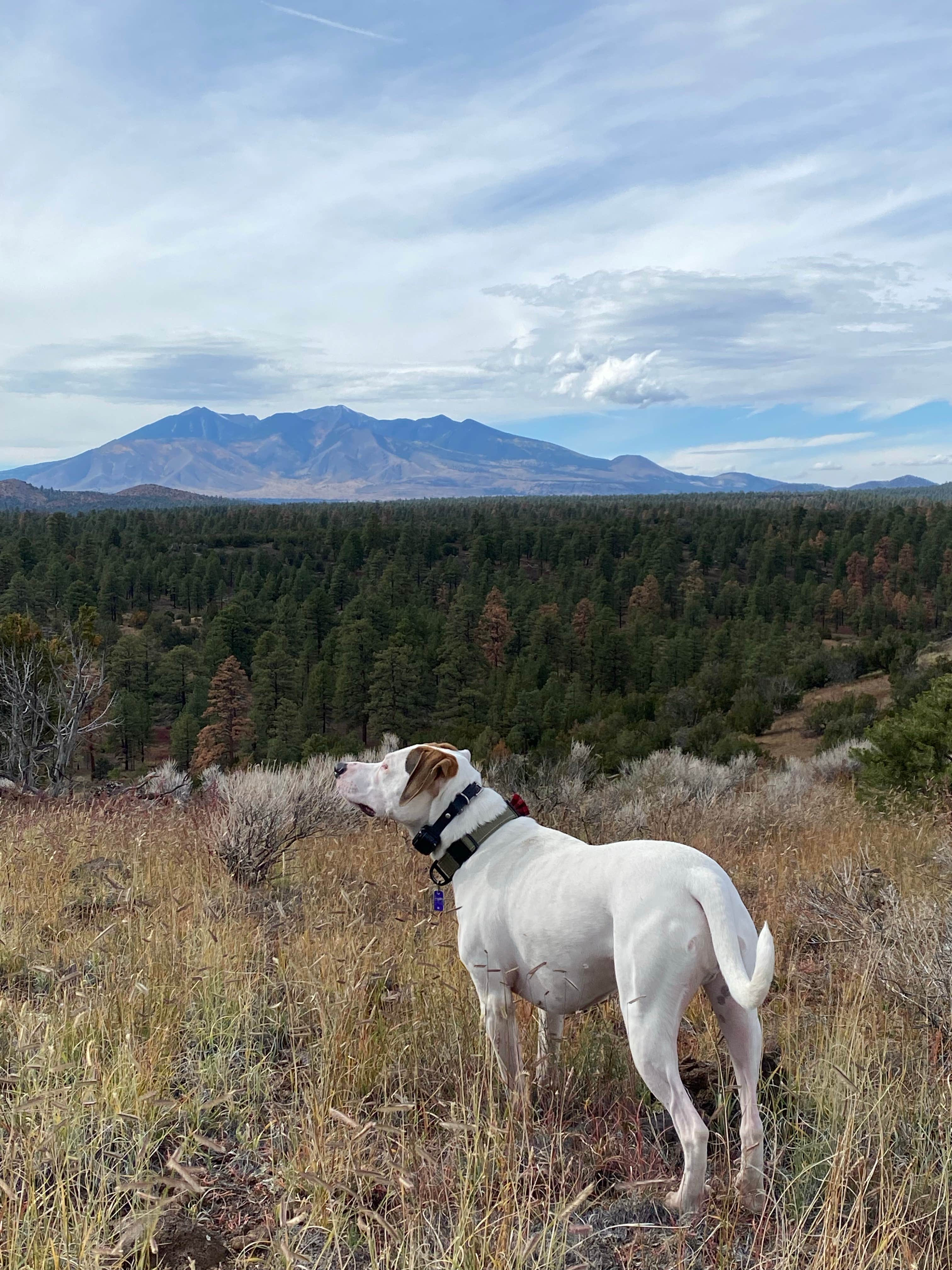Scott K.'s photo of camping with pets at Coconino Forest Road 9125F near Gray Mountain, AZ