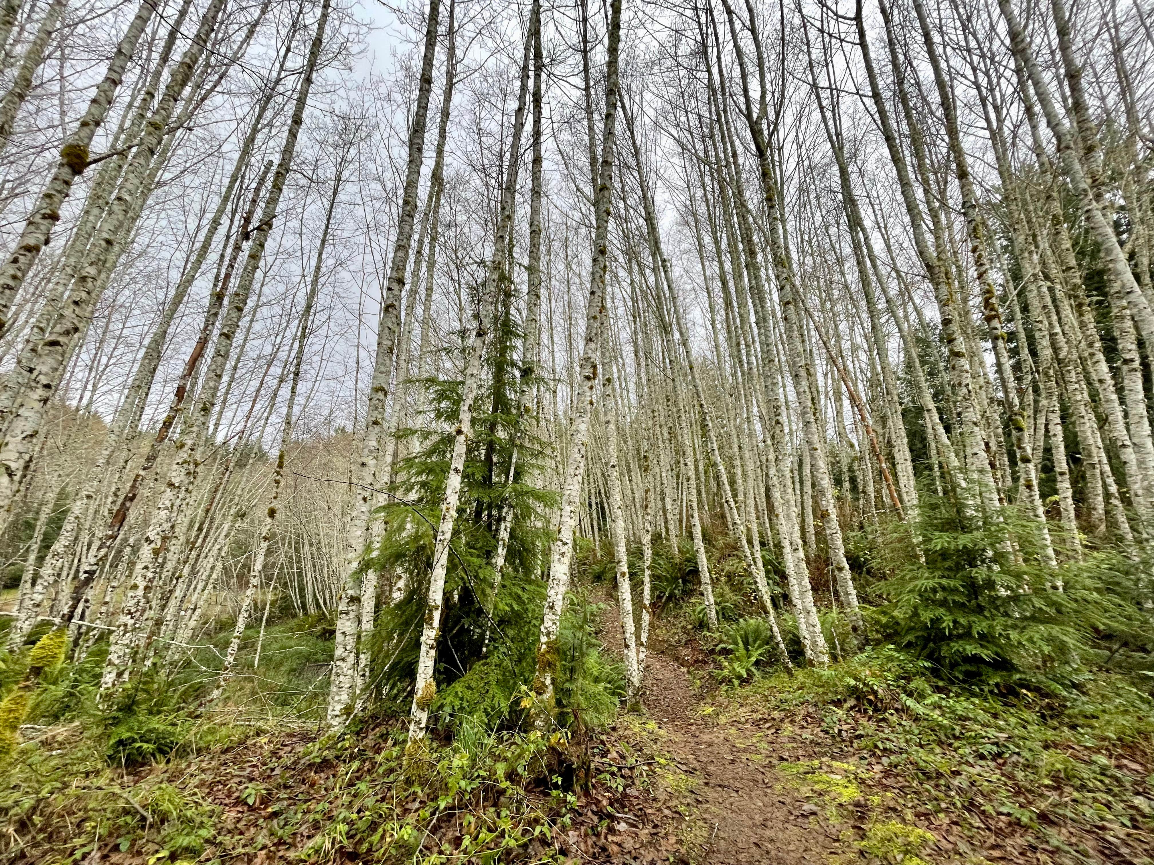 Camper-submitted photo at Lyre River- State Forest near Sekiu, WA