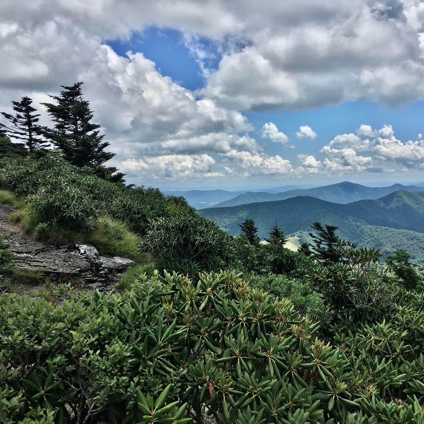 Grassy Ridge Bald - Dispersed BackCountry Camping | Roan Mountain, NC
