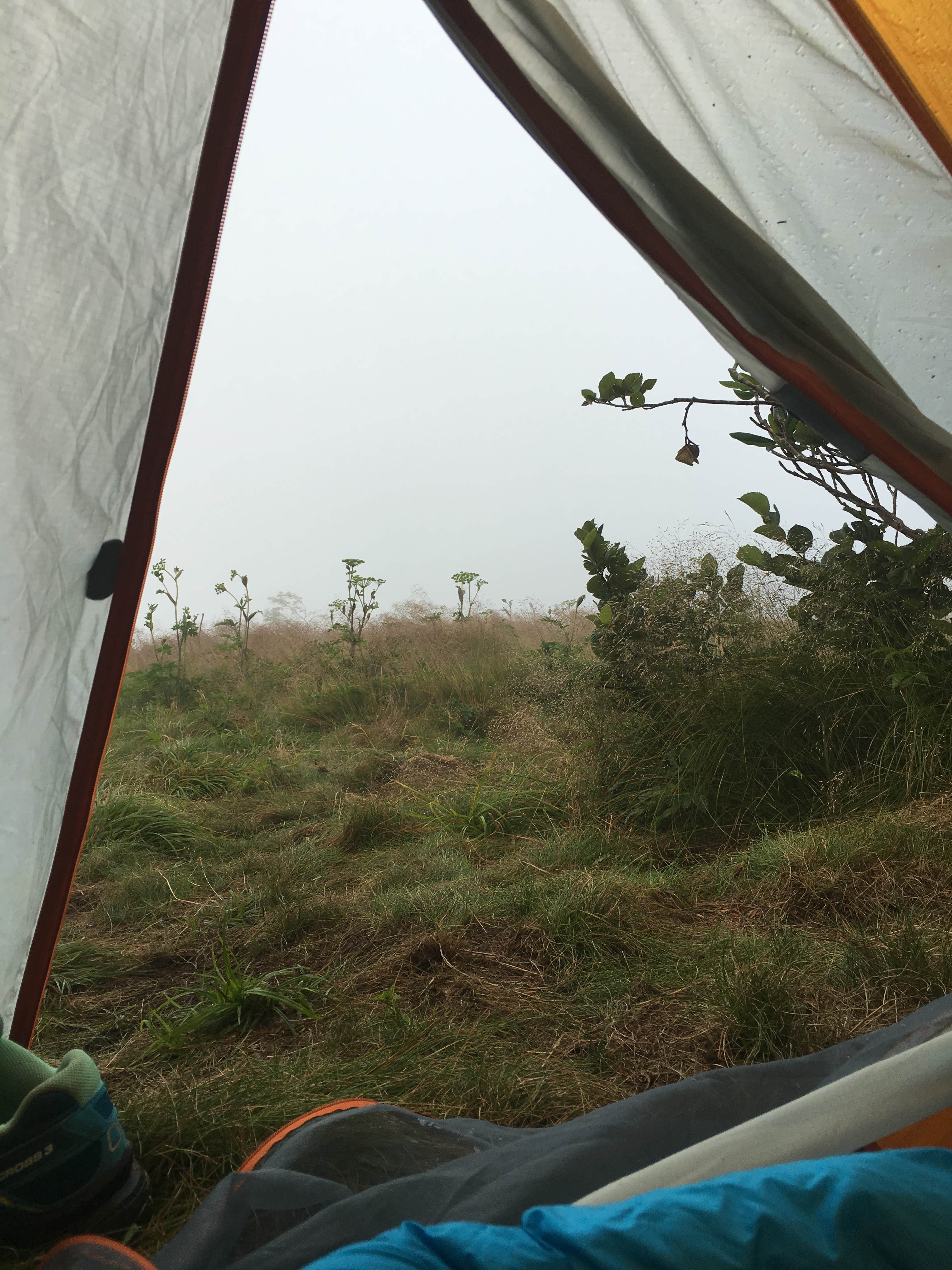 Camper submitted image from Grassy Ridge Bald - Dispersed BackCountry - 1