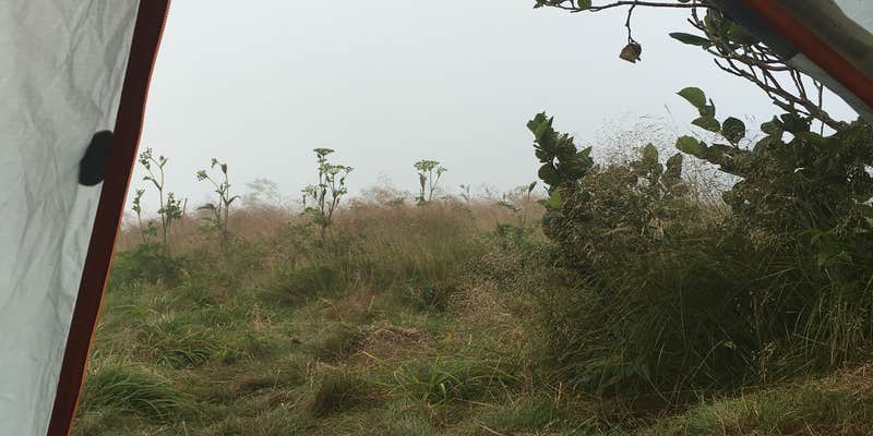 Camper submitted image from Grassy Ridge Bald - Dispersed BackCountry