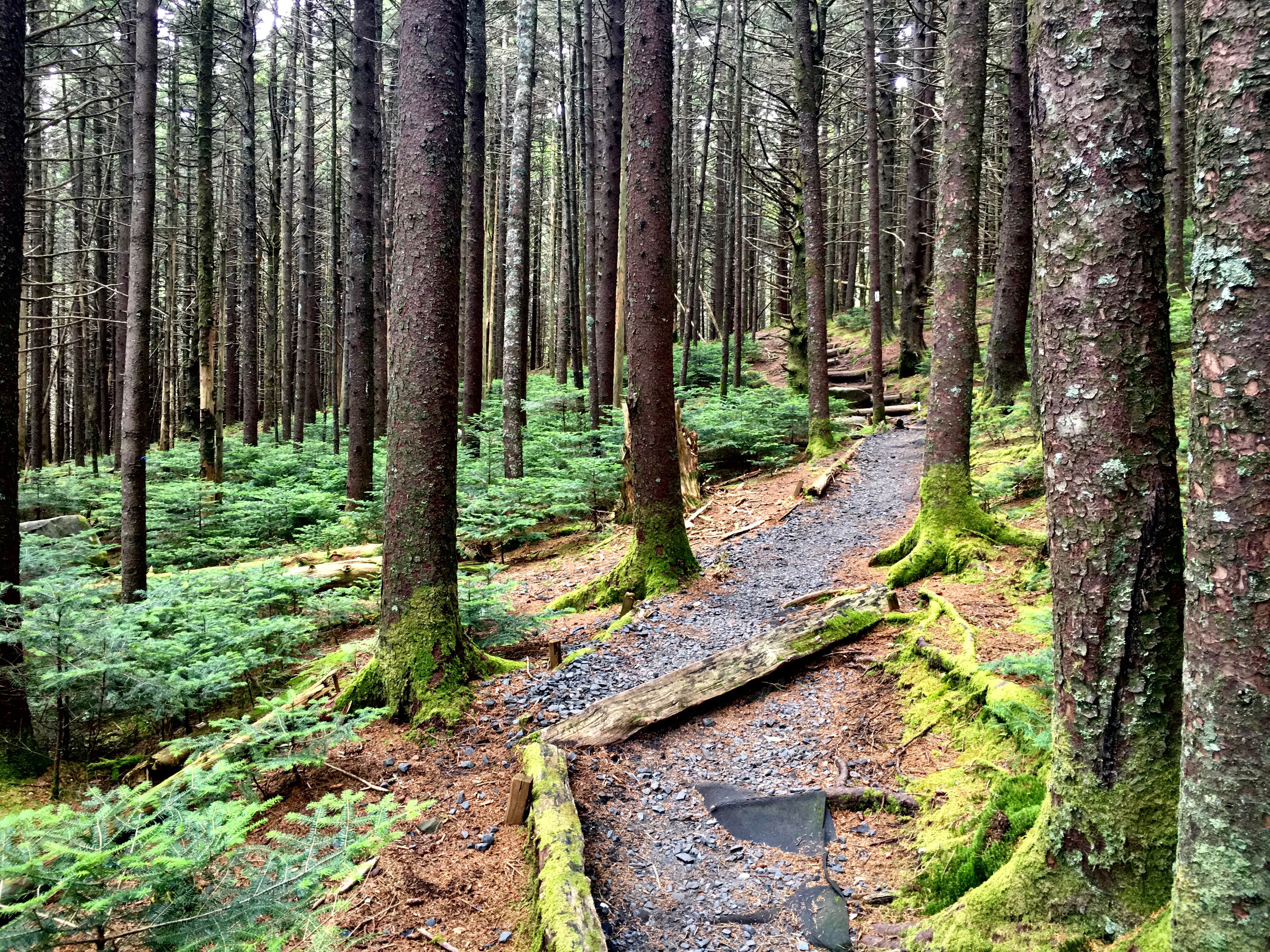 Camper submitted image from Grassy Ridge Bald - Dispersed BackCountry - 5