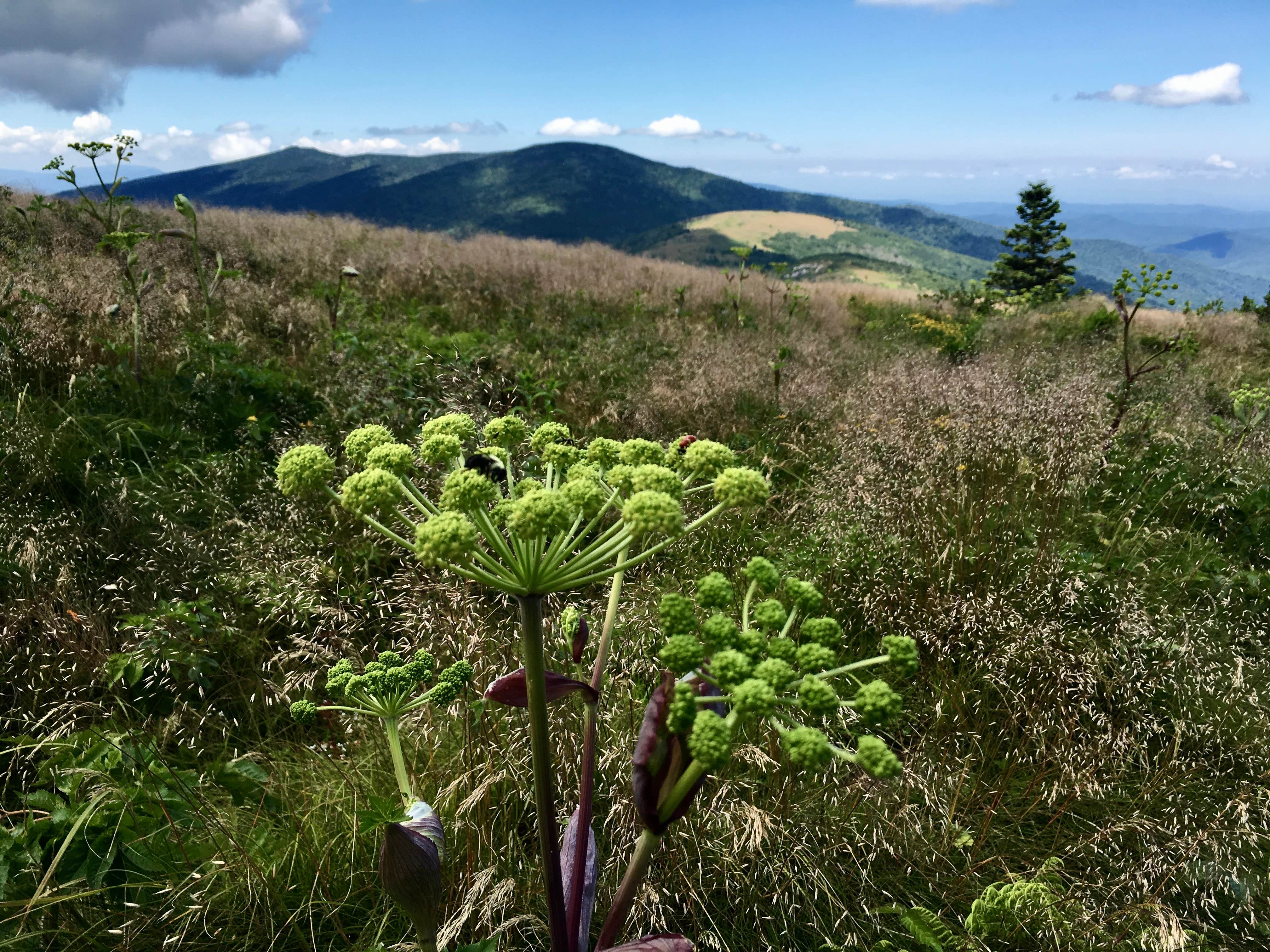 Camper-submitted photo at Grassy Ridge Bald - Dispersed BackCountry near Linville Falls, NC