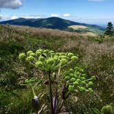 Review photo of Grassy Ridge Bald - Dispersed BackCountry by Kelly G., December 12, 2021