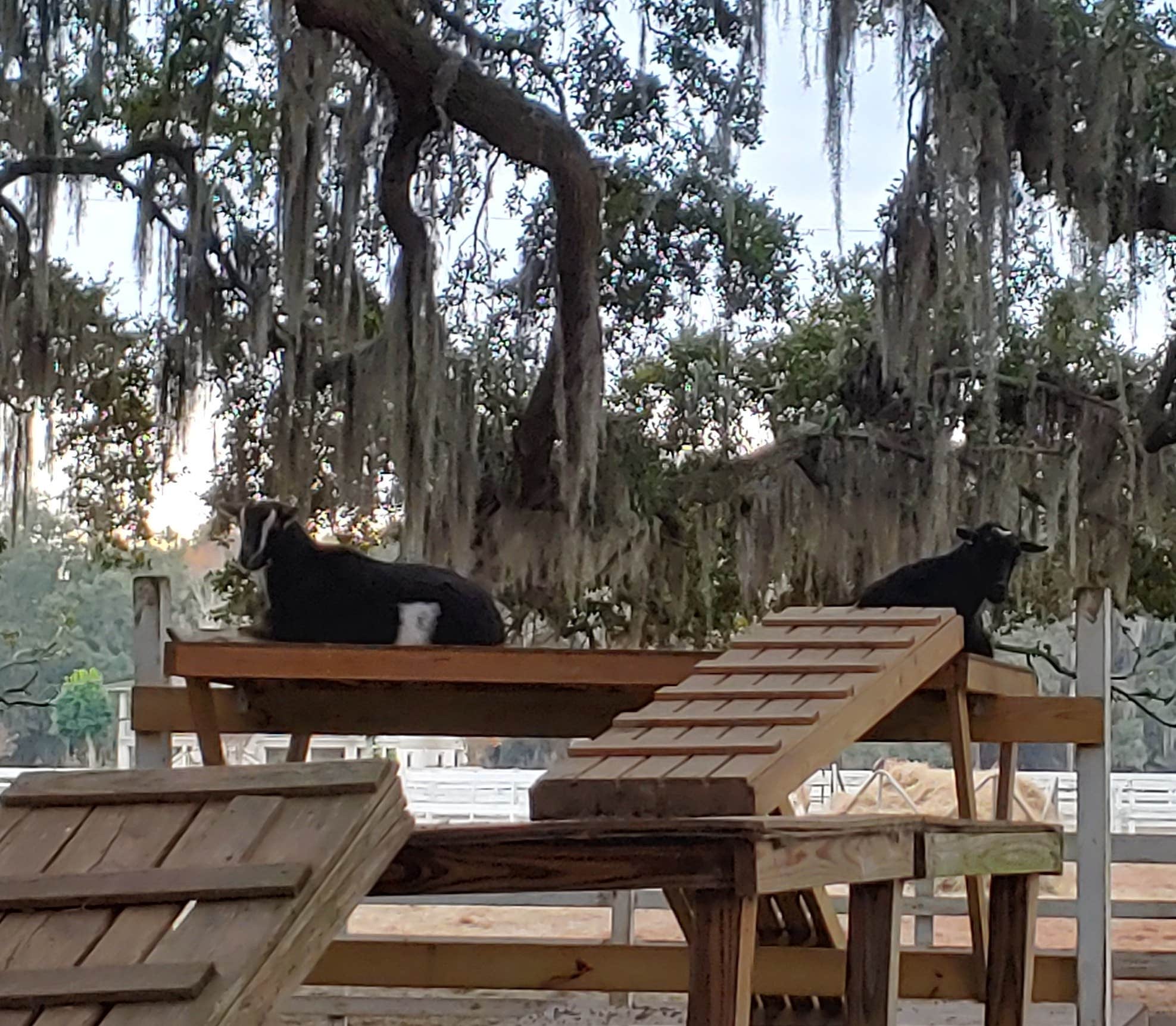 deb K.'s photo of camping with pets at Red Gate Farms - RV Resort near Hilton Head Island, SC