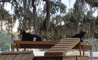 deb K.'s photo of camping with pets at Red Gate Farms - RV Resort near Bluffton, SC