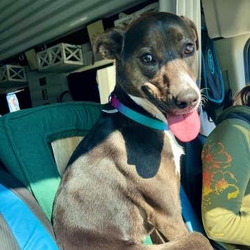 Camper-submitted photo at Deep Water Trailt Horse Camp near Pinebluff, NC