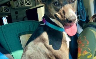 Stephanie W.'s photo of camping with pets at Deep Water Trailt Horse Camp near Wingate, NC