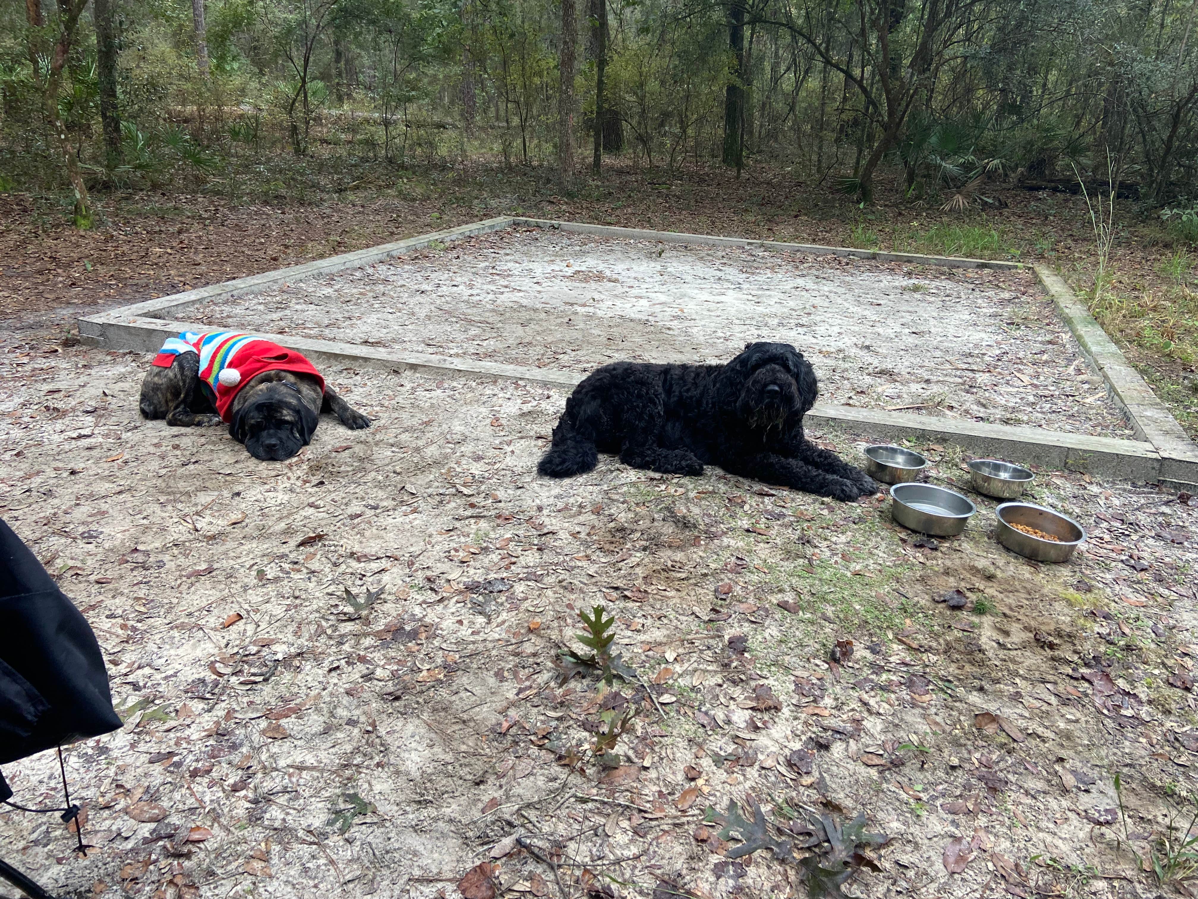 kaitlyn L.'s photo of camping with pets at Jennings State Forest Hammock Campground near Fleming Island, FL