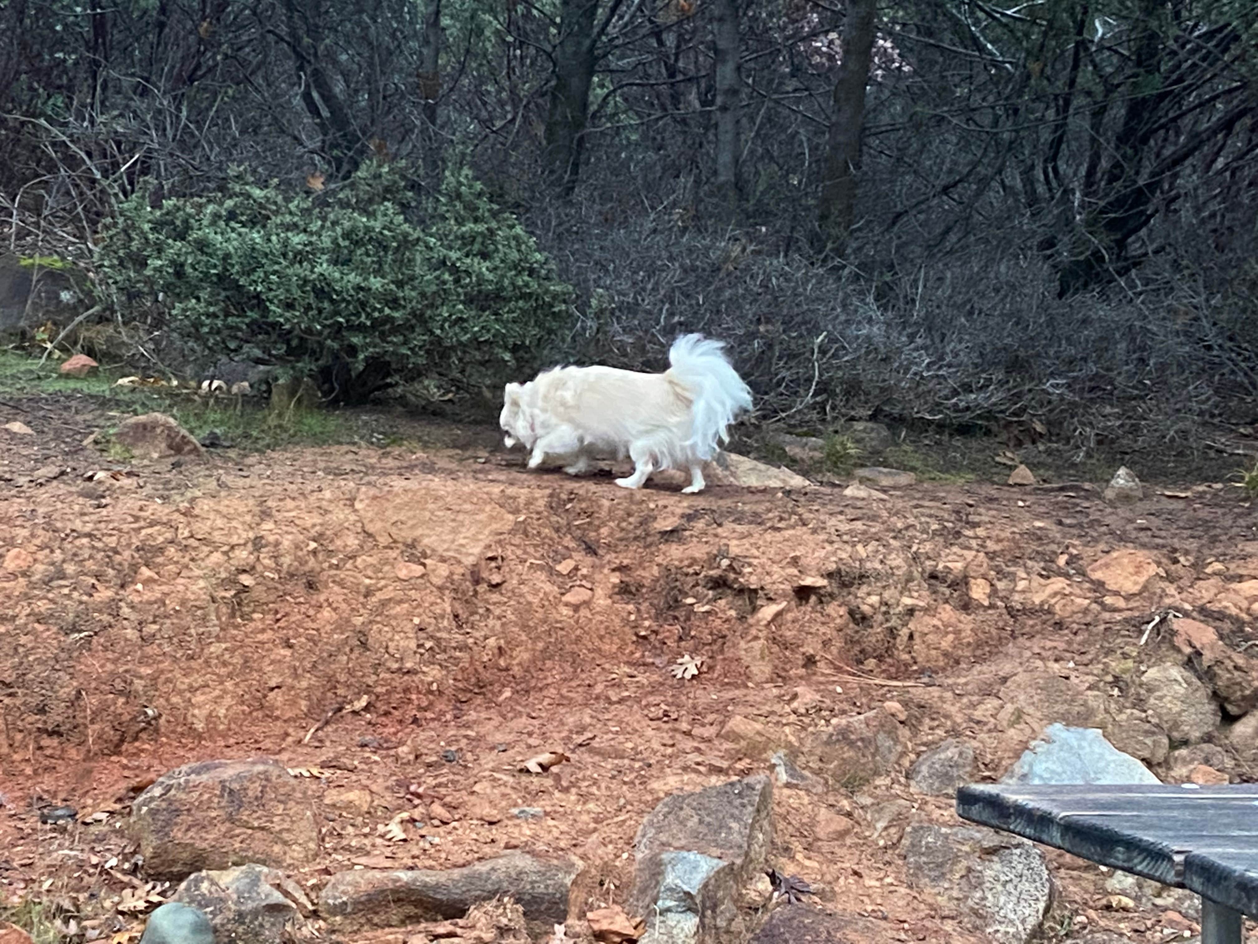 Pamela H.'s photo of camping with pets at Thousand Trails Lake of the Springs near Marysville, CA