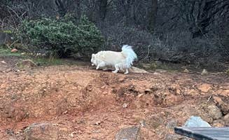Pamela H.'s photo of camping with pets at Thousand Trails Lake of the Springs near Nevada City, CA