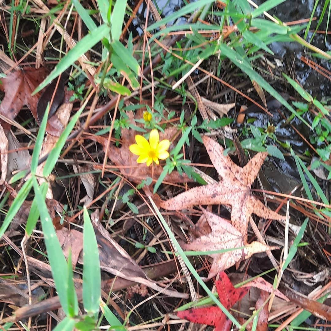 Camper-submitted photo at Hog Pen Landing near Olustee, FL